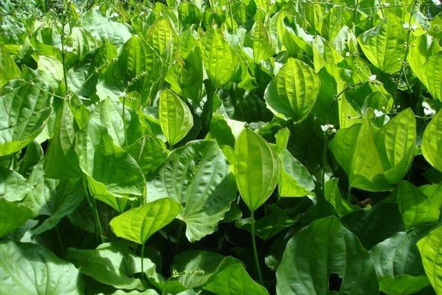 tratamento hipertensão