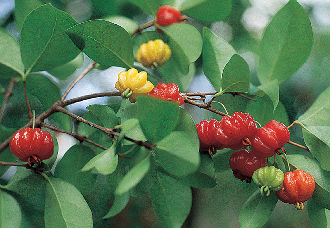 tratamento hipertensão